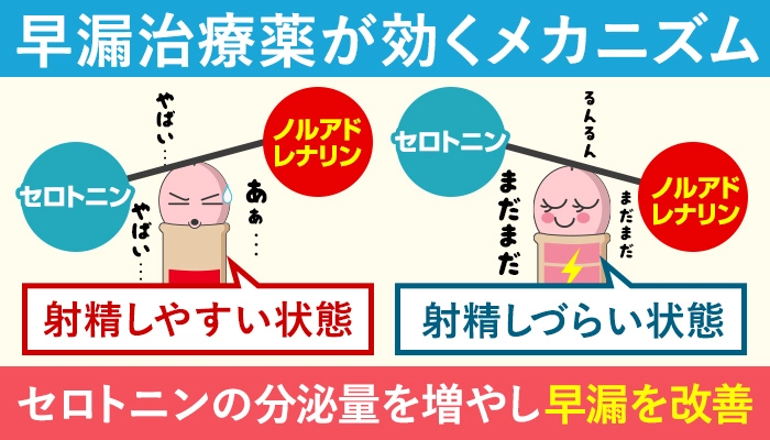 早漏治療薬が効くメカニズム|セロトニンの分泌量を増やし早漏を改善