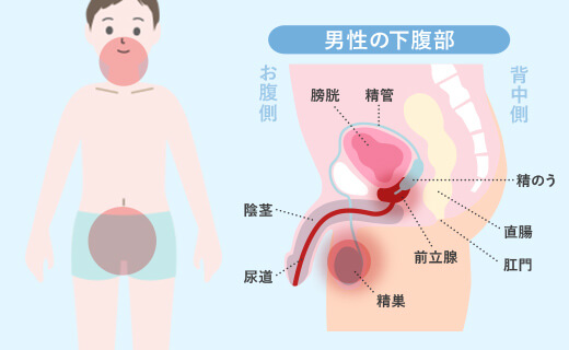 男性の下腹部解説図