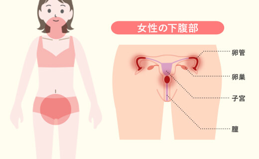 女性の下腹部解説図